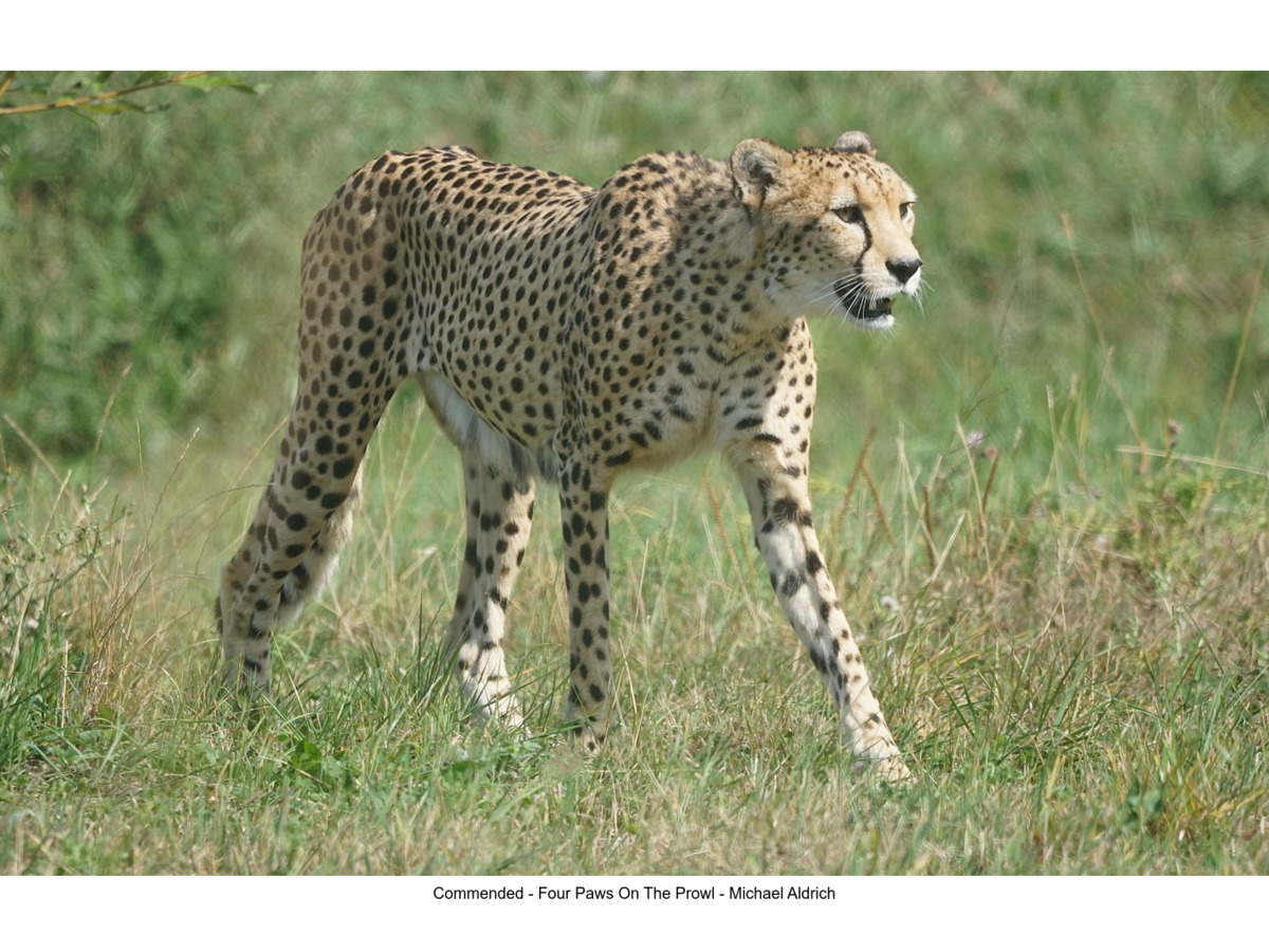 Commended - Four Paws On The Prowl - Michael Aldrich