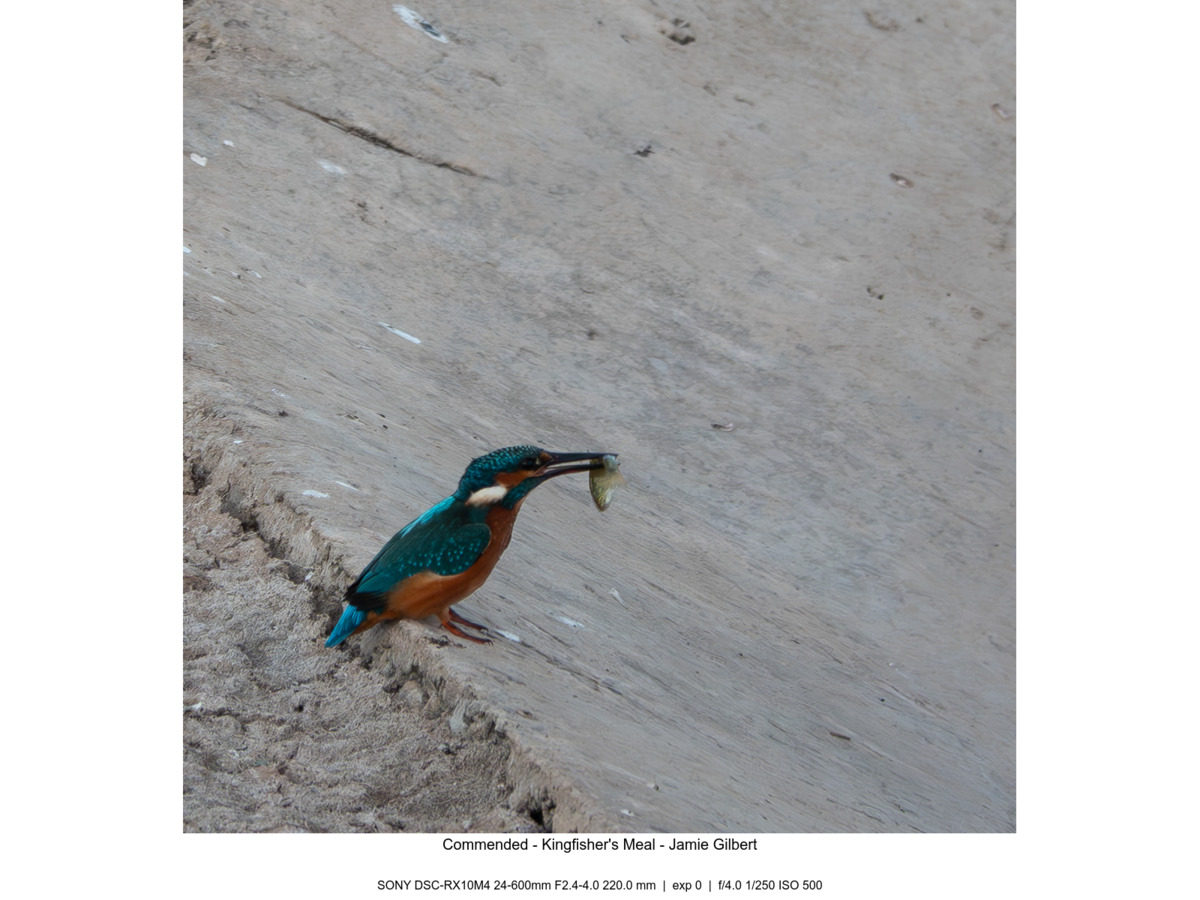 Commended - Kingfisher's Meal - Jamie Gilbert