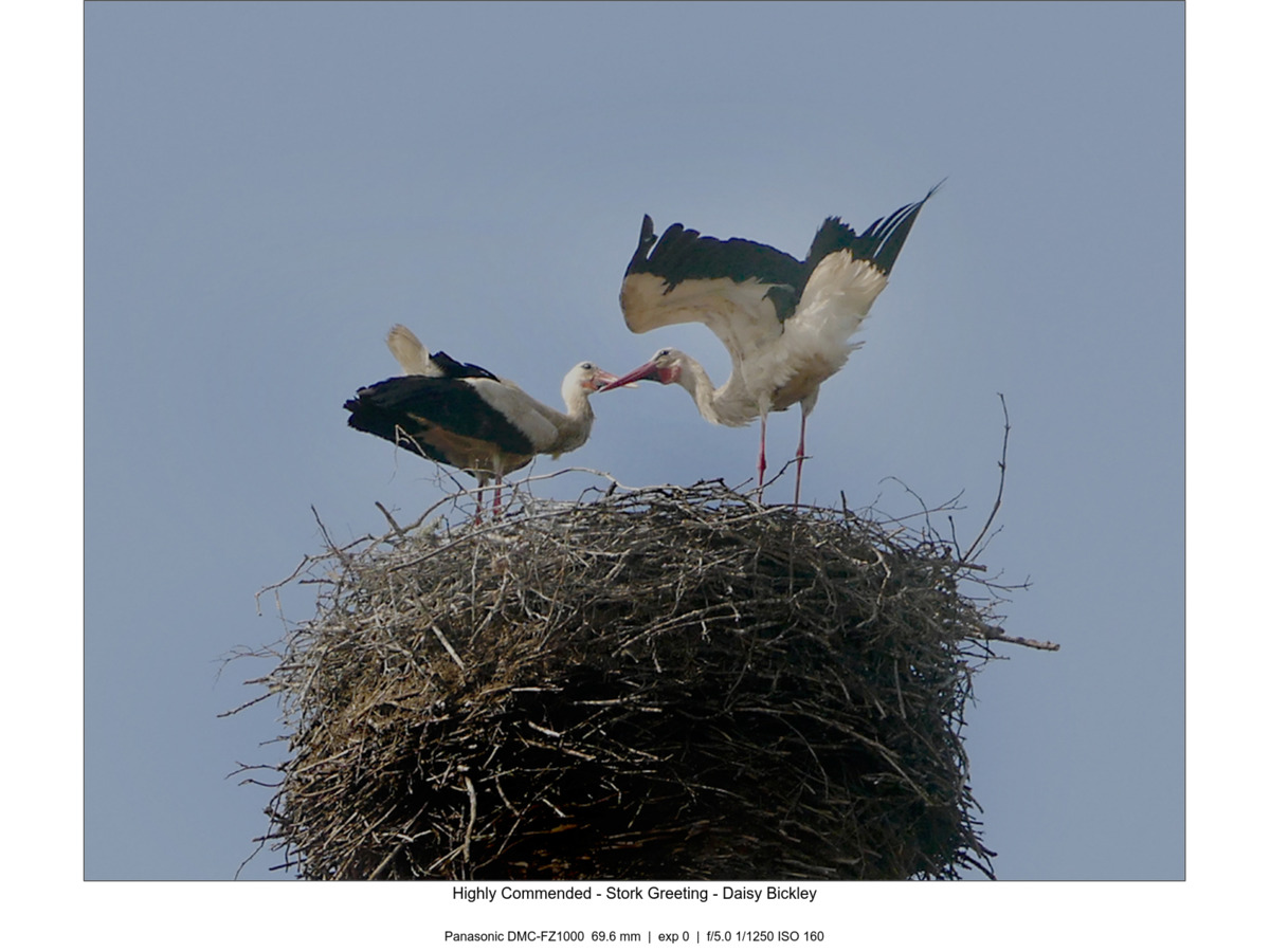 Highly Commended - Stork Greeting - Daisy Bickley
